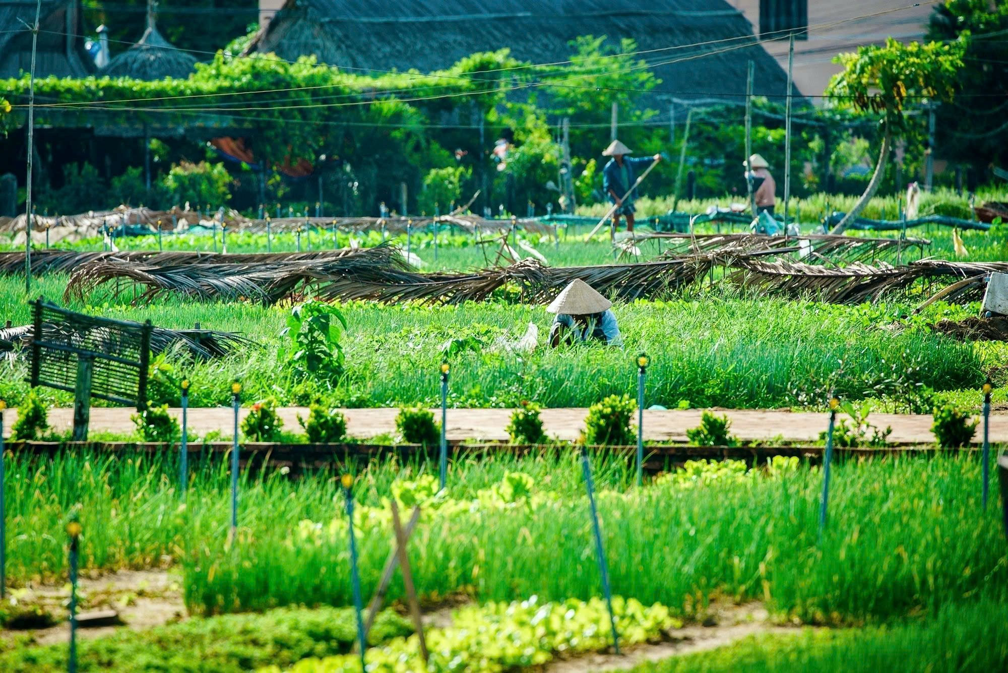 Làng chài Việt Nam: từ không gian mưu sinh đến điểm du lịch bền vững