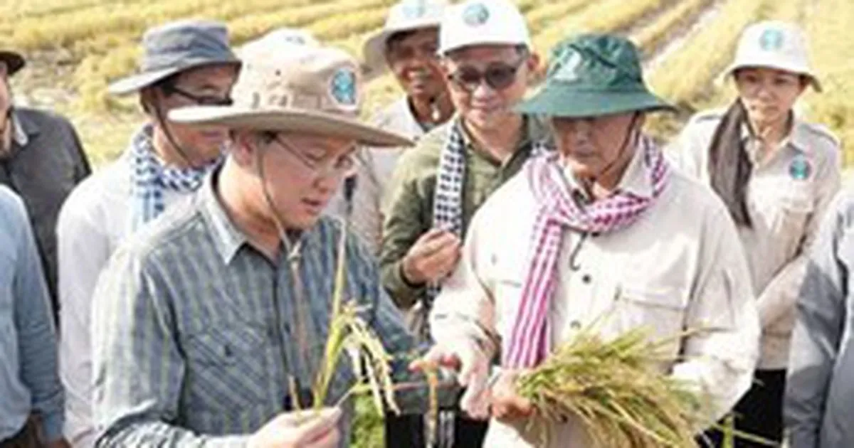 Campuchia chiếm lĩnh phân khúc gạo cao cấp Đông Nam Á