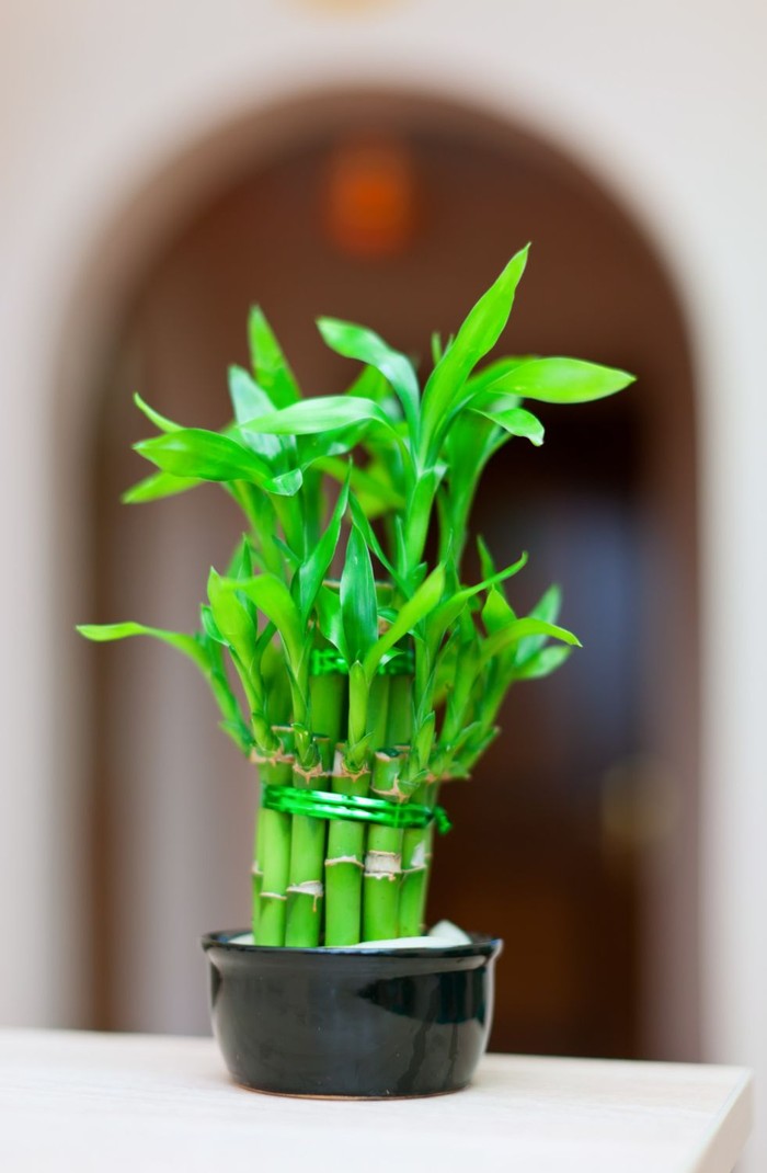 Những loại cây độc phổ biến trong nhà: cách nhận biết và bảo vệ gia đình an toàn