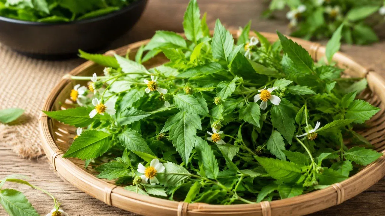 Rau dại Việt Nam được săn đón: từ cỏ hoang thành đặc sản bổ dưỡng