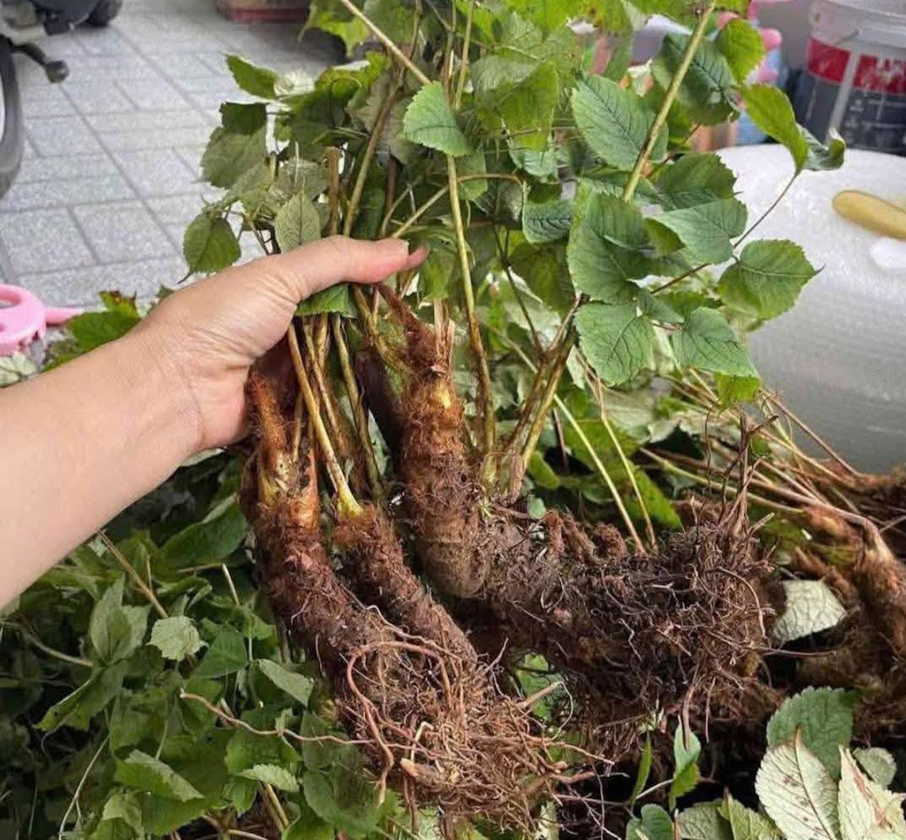 Rau dại Việt Nam được săn đón: từ cỏ hoang thành đặc sản bổ dưỡng