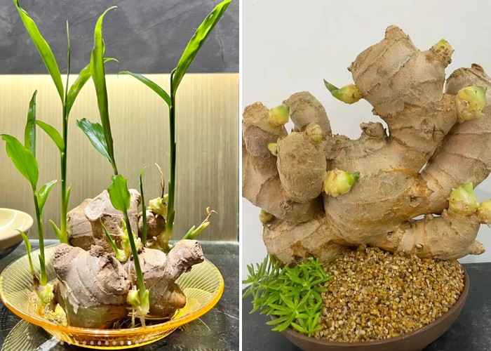 Trồng gừng trong chậu tại nhà: hướng dẫn từng bước