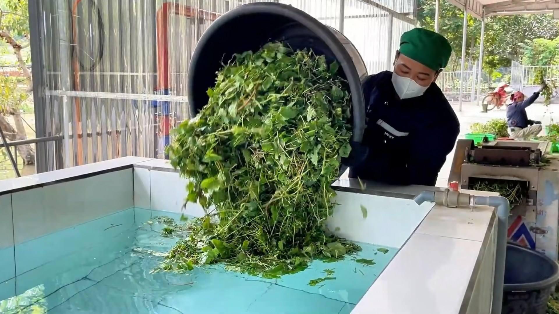 Cách chọn thảo mộc bản địa OCOP chất lượng cao