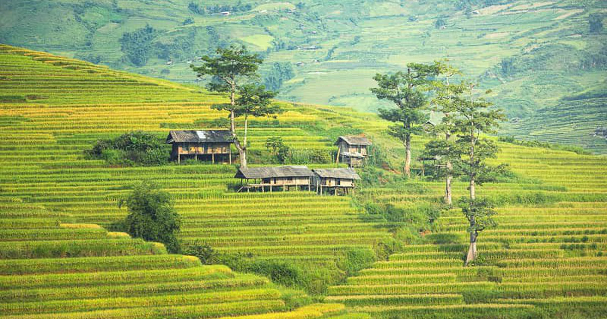 Săn ảnh mùa hoa và mùa vàng Tây Bắc: Sa Pa, Lào Cai, Sơn La