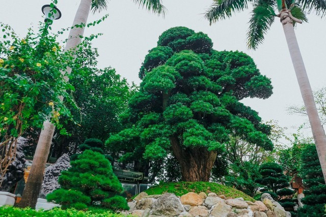 Biệt thự vườn sang trọng: Khi cây cổ thụ và phong cách Nhật thành tuyên ngôn sống