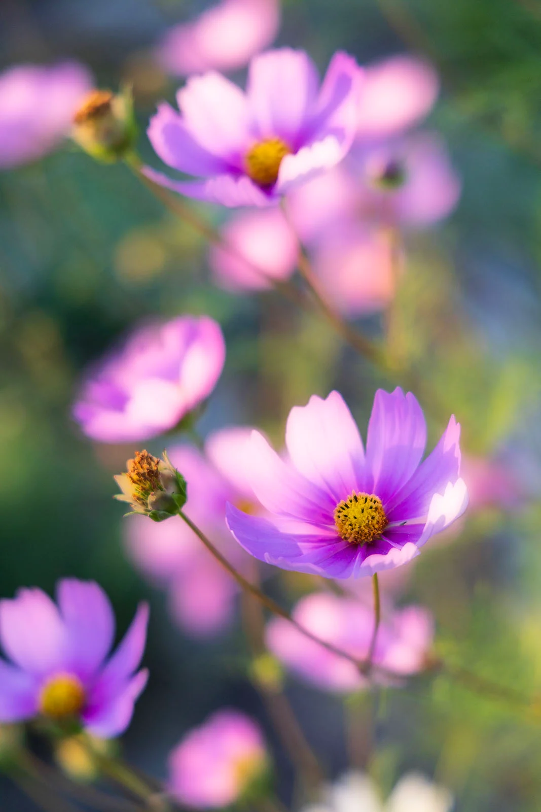 Hướng dẫn hoàn chỉnh Photoshop glow effect và Camera Raw
