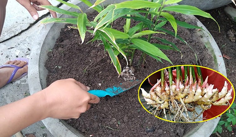 Trồng gừng trong chậu tại nhà: hướng dẫn từng bước