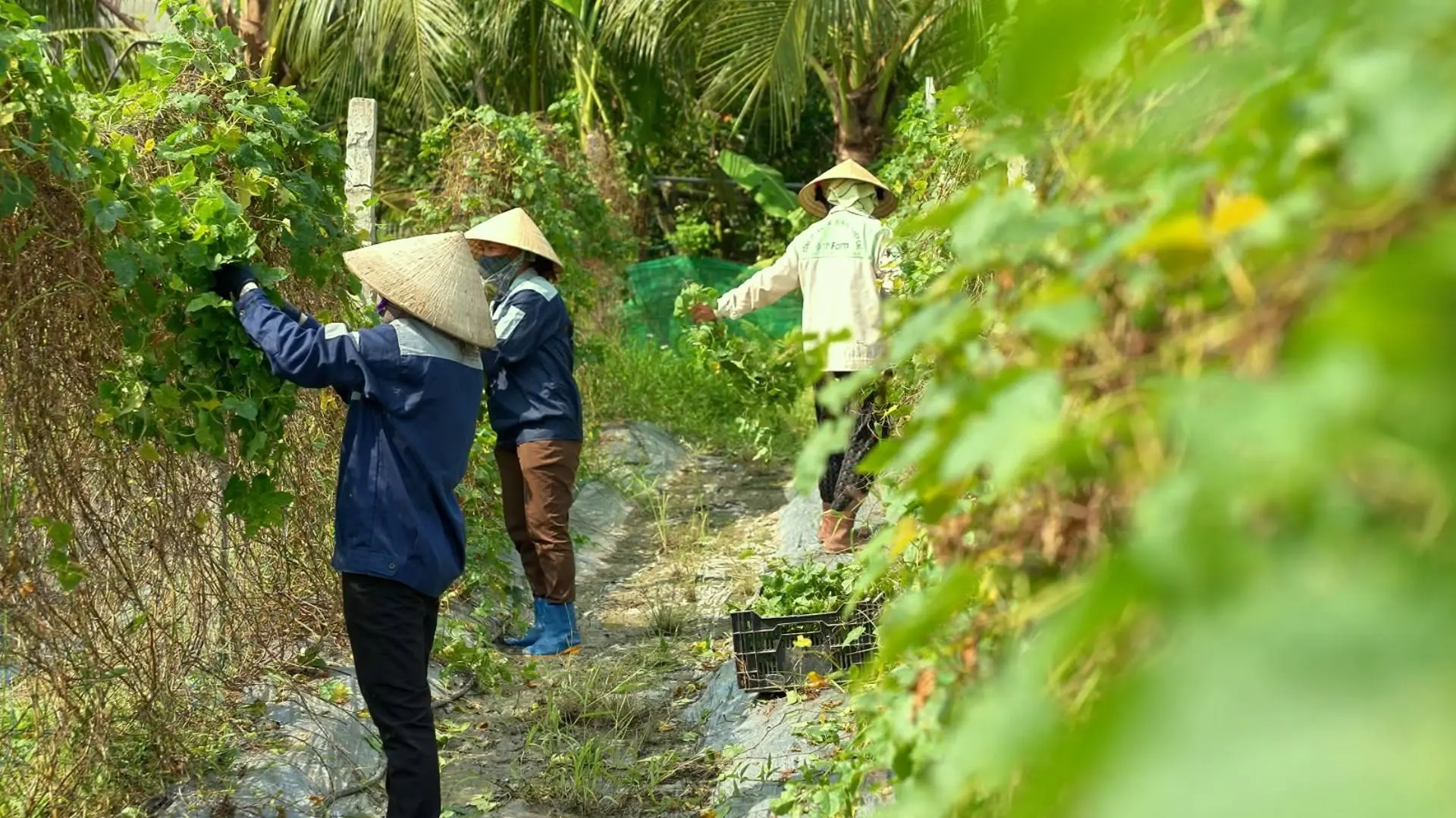 Cách chọn thảo mộc bản địa OCOP chất lượng cao