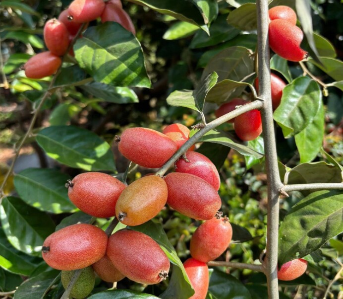 Mây rừng, nhót ngọt, hồng xiêm ruột đỏ và cà chua socola: Hướng dẫn chọn quả xưa thành đặc sản premium giàu dinh dưỡng