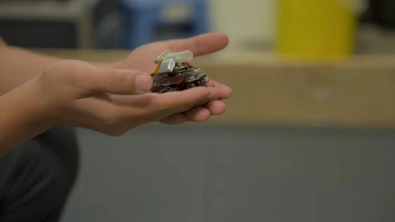 Gián cyborg cứu hộ: khi sinh vật cơ khí hóa thành cánh tay mới của đội cứu nạn