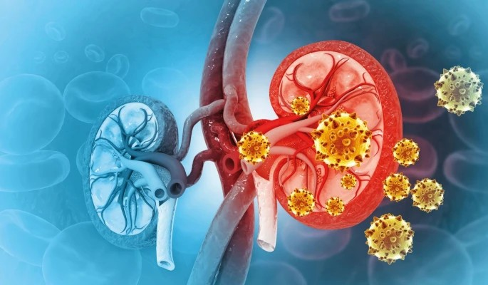 Bệnh nha chu có thể làm suy giảm chức năng thận?