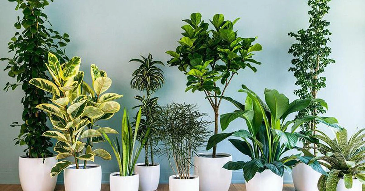 Cây cảnh bàn làm việc: 7 lý do nên đặt một chậu cạnh máy tính