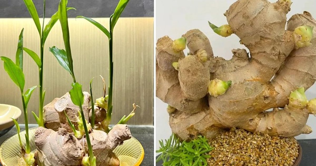 Trồng gừng trong chậu tại nhà: hướng dẫn từng bước