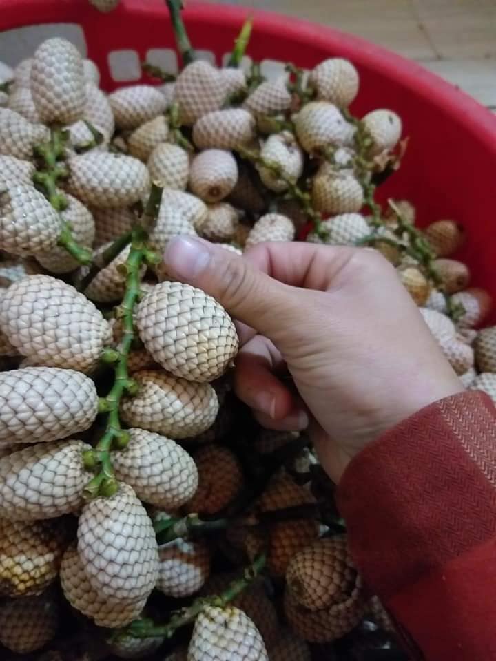 Quả mọc bờ rào xưa nay thành đặc sản: Hướng dẫn chọn mua và lợi ích sức khỏe
