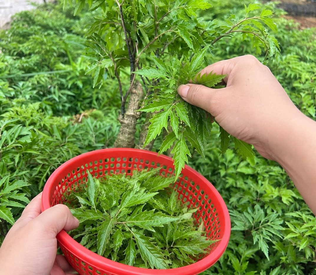 Loại rau giàu chất xơ nên ăn mỗi ngày để bảo vệ tim mạch