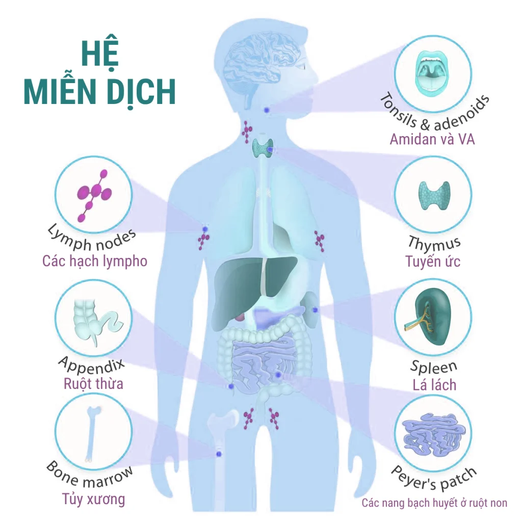 3 điểm mù lão hóa sinh học mà đa số người bỏ qua