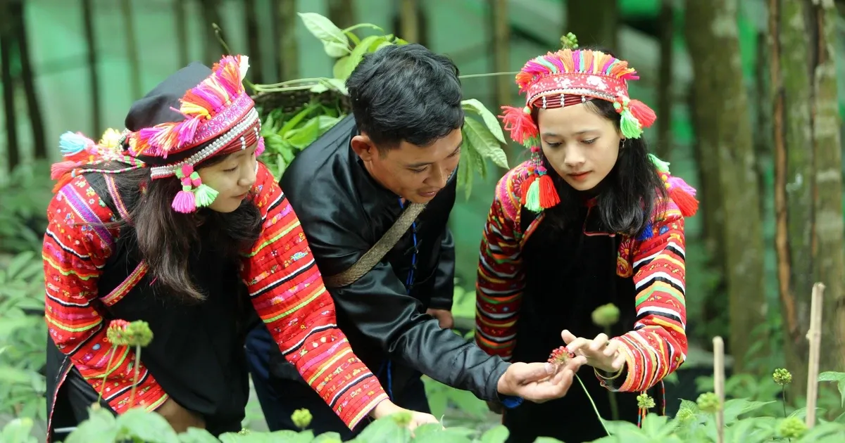 Từ rừng Lai Châu đến OCOP: dược liệu bản địa thành tài sản kinh tế