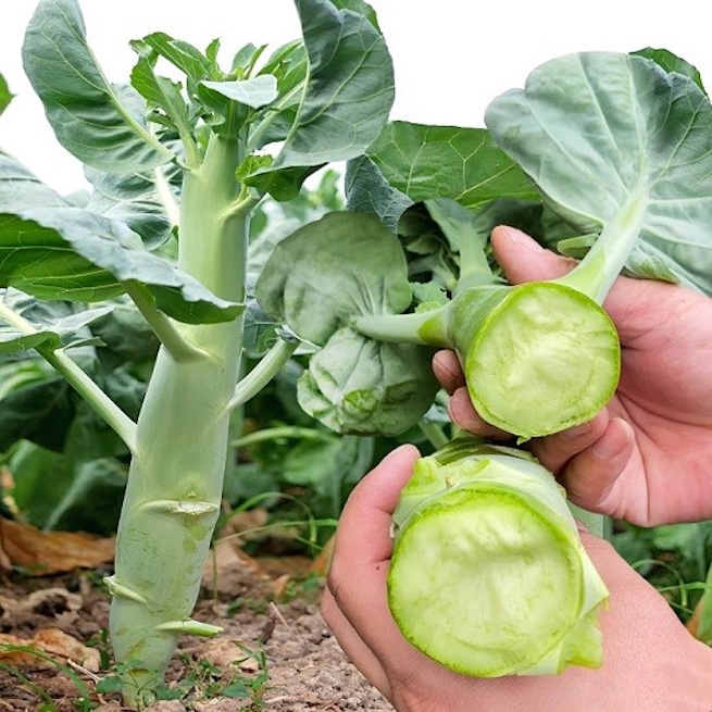 Rau quen thuộc trong bếp Việt lọt top thế giới: nên mua loại nào?