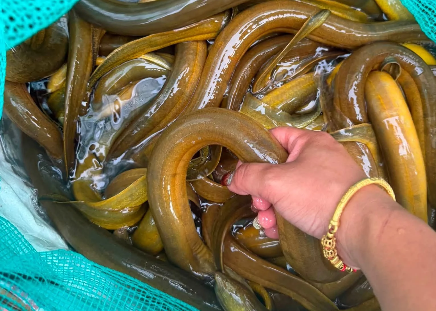 4 loại cá và lươn dễ nhiễm ký sinh trùng, kháng sinh: Cách nhận biết và chọn an toàn tại chợ