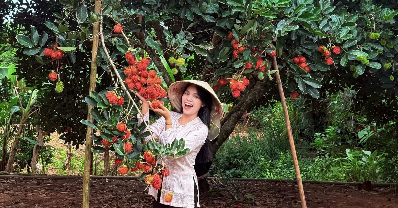 Hái trái cây Phú Quốc: Vườn chôm chôm giá rẻ, ăn no bụng no mắt
