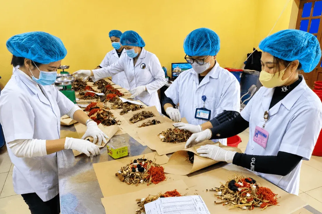 Dược liệu Việt Nam: Kho báu 5.117 loài cây thuốc đang bị bỏ lỡ