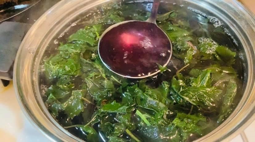 Uống nước lá tía tô đúng thời điểm để bảo vệ bàng quang
