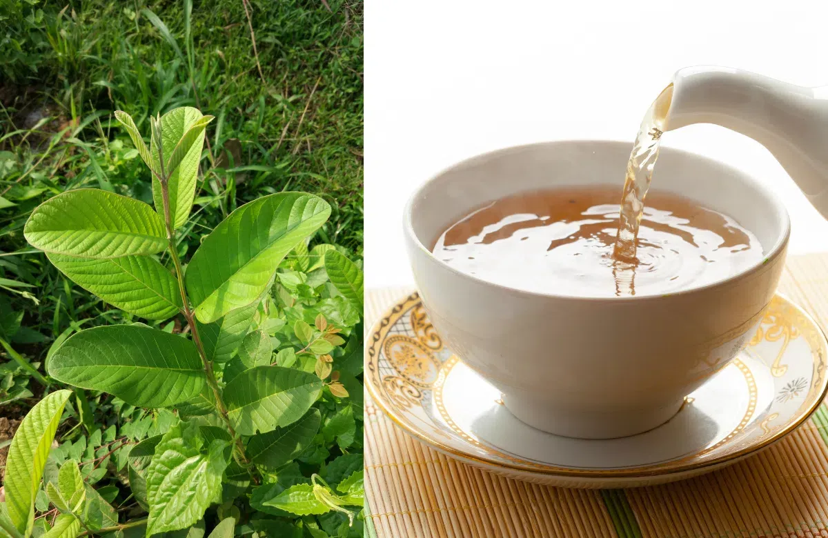 Uống nước lá tía tô đúng cách để không hại bàng quang