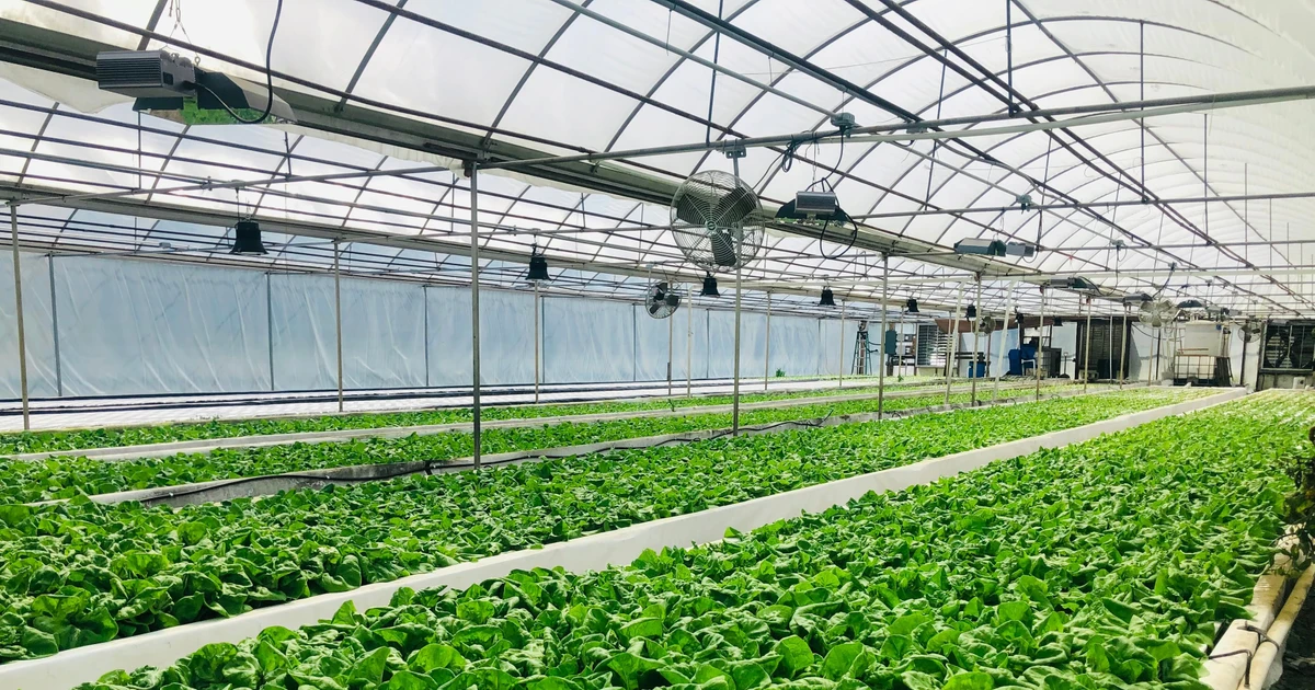 Nông nghiệp thông minh với AI và IoT: Từ thí điểm đến triển khai diện rộng