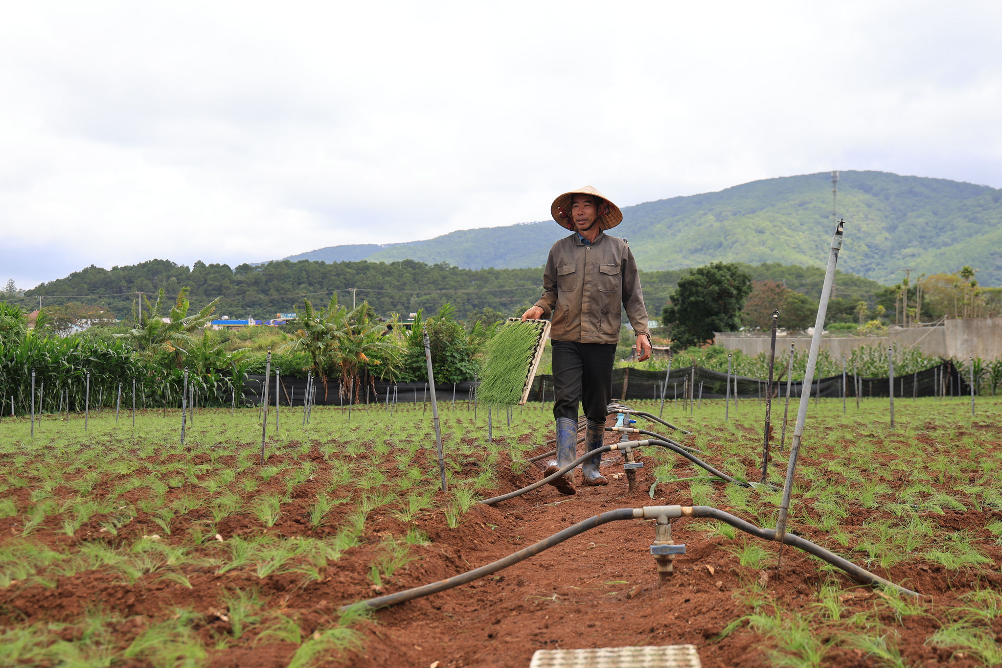Lâm Đồng hiện đại hóa hạ tầng vùng chuyên canh để nâng tầm chuỗi cung ứng