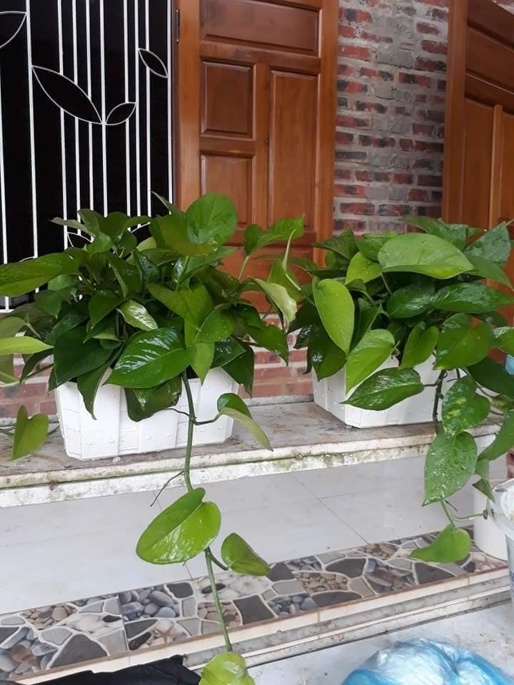 Trầu Bà trong nhà: chăm thế nào để đẹp mà vẫn an toàn?