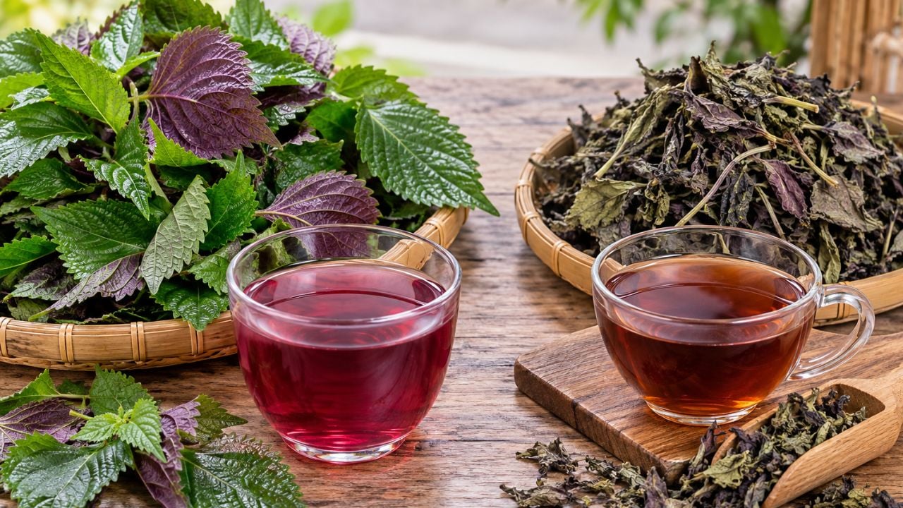 Lá tía tô tươi hay khô: Cách pha chế để tối đa hóa dinh dưỡng