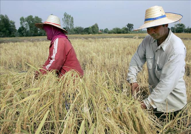 Giá gạo xuất khẩu tăng vọt: Ai thực sự hưởng lợi?