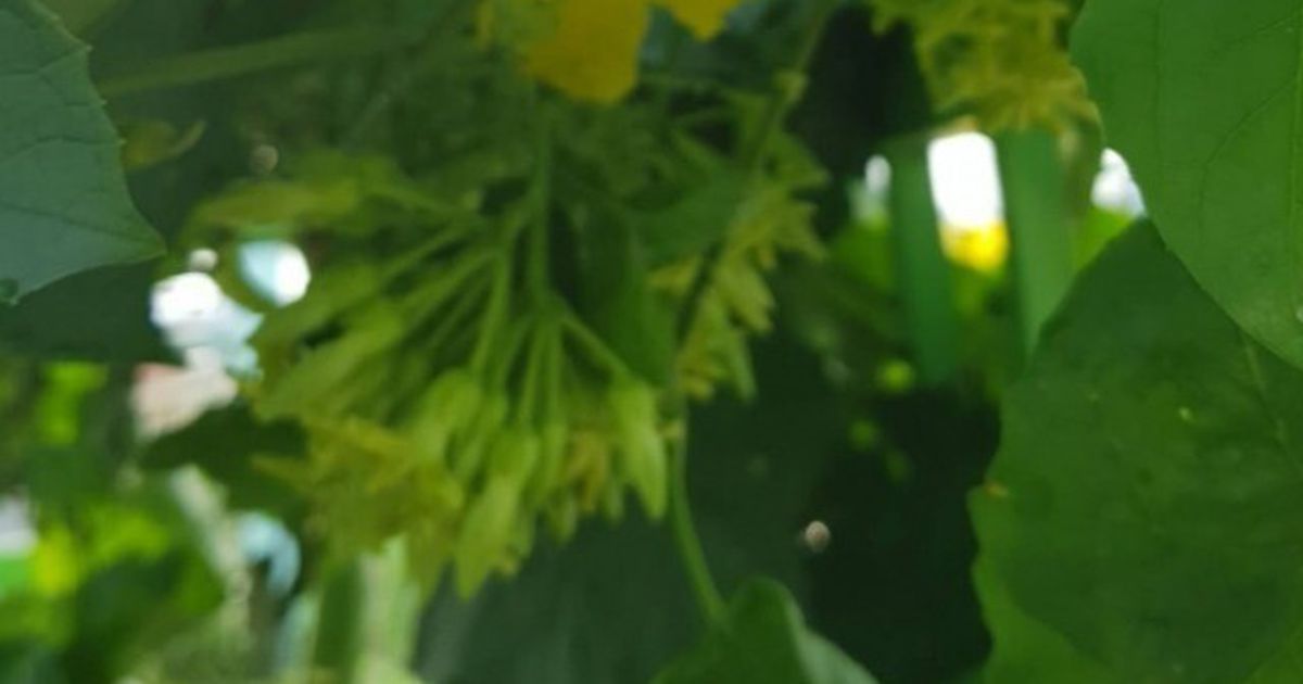 Từ cỏ dại thành siêu thực phẩm: Cách chọn và dùng hoa thiên lý, rau càng cua