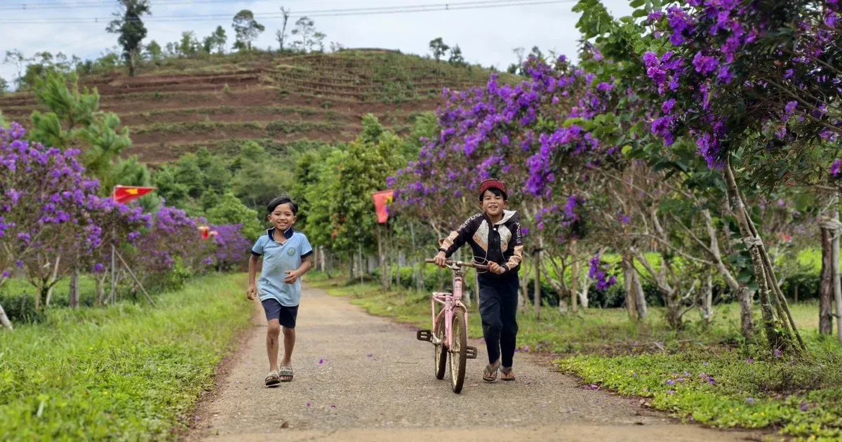 Mùa vàng Mù Cang Chải và hoa mua Quảng Ngãi: bản giao hưởng nông thôn