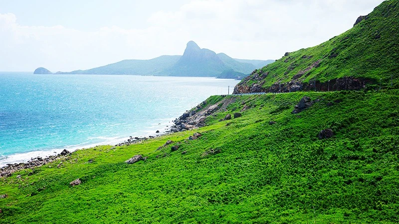 Mùa rùa đẻ trứng ở Côn Đảo: hành trình kỳ diệu cho du khách yêu thiên nhiên