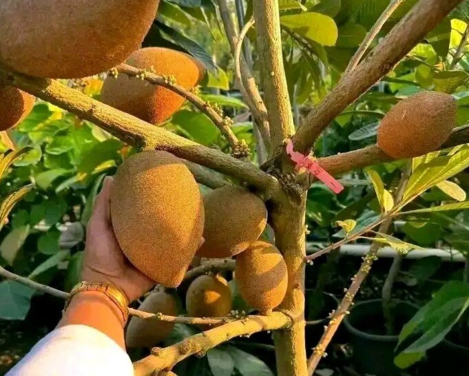 Hồng xiêm ruột đỏ và cà chua socola: nên mua loại nào để tối đa dinh dưỡng?