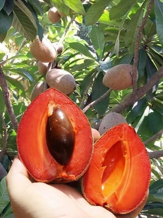 Hồng xiêm ruột đỏ và cà chua socola: nên mua loại nào để tối đa dinh dưỡng?