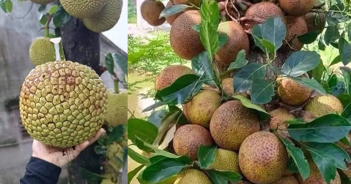 Cà chua socola, mít na dai, cam Cao Phong: chọn đặc sản Việt giàu dinh dưỡng