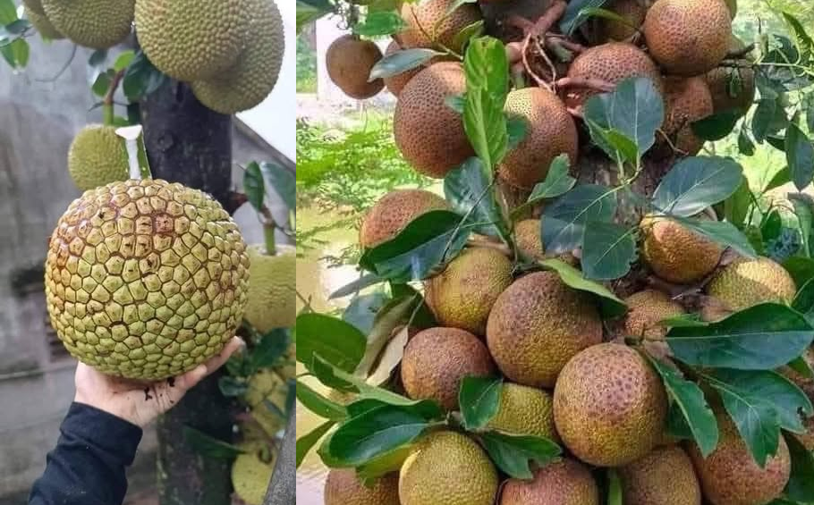 Cà chua socola, mít na dai, cam Cao Phong: chọn đặc sản Việt giàu dinh dưỡng