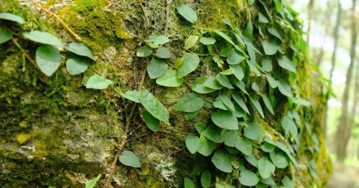 Thị trường carbon Việt Nam chuyển sang giai đoạn thực thi: Doanh nghiệp cần chuẩn bị gì