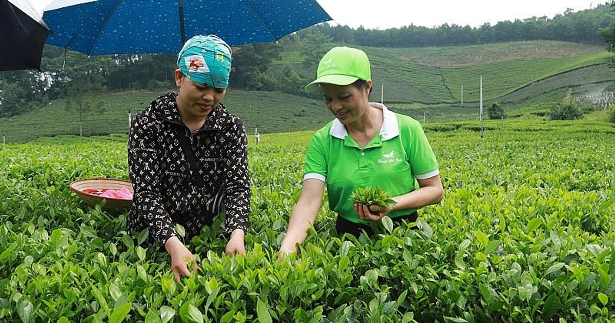 Thái Nguyên với chiến lược OCOP: Nâng tầm nông thôn, tăng sức cạnh tranh