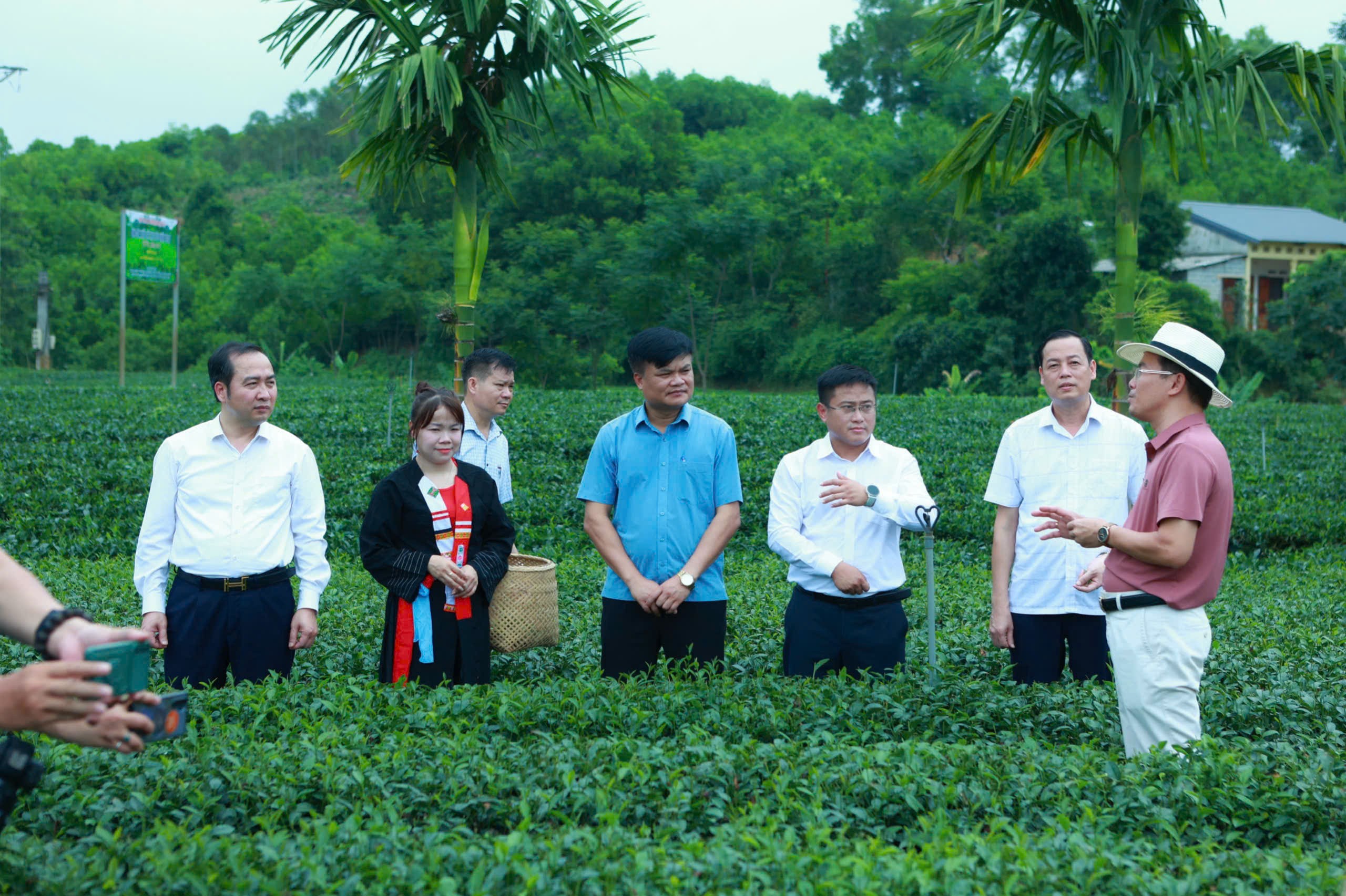 Festival Trà Shan tuyết và Festival Trà Quốc tế: Hai điểm hẹn của du lịch trà