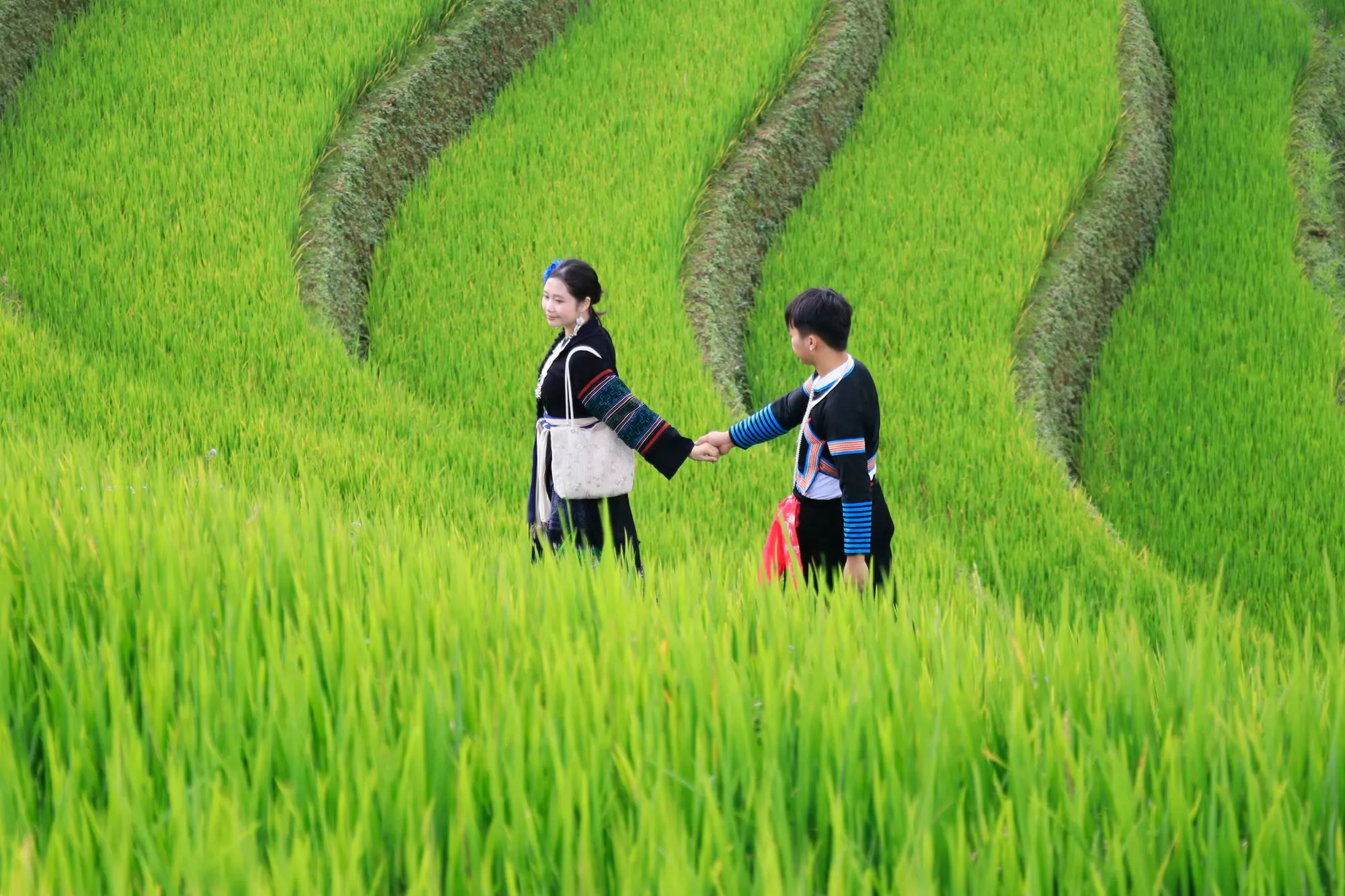 Mùa vàng Mù Cang Chải: khi lúa chín gặp thể thao mạo hiểm và văn hóa bản địa