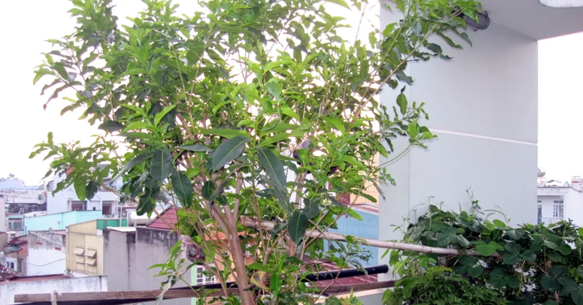 Những loại cây cảnh nên tránh trong nhà có trẻ nhỏ