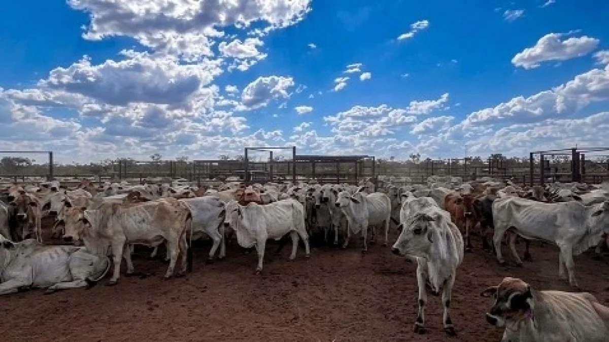 Trang trại Newry: Bước nhảy táo bạo của Tập đoàn TH tại Bắc Australia