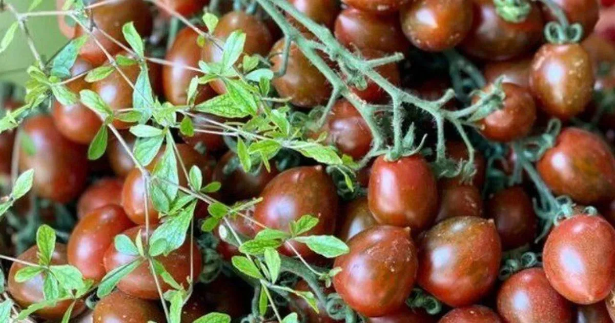 Mây rừng, nhót ngọt, hồng xiêm ruột đỏ và cà chua socola: Hướng dẫn chọn quả xưa thành đặc sản premium giàu dinh dưỡng