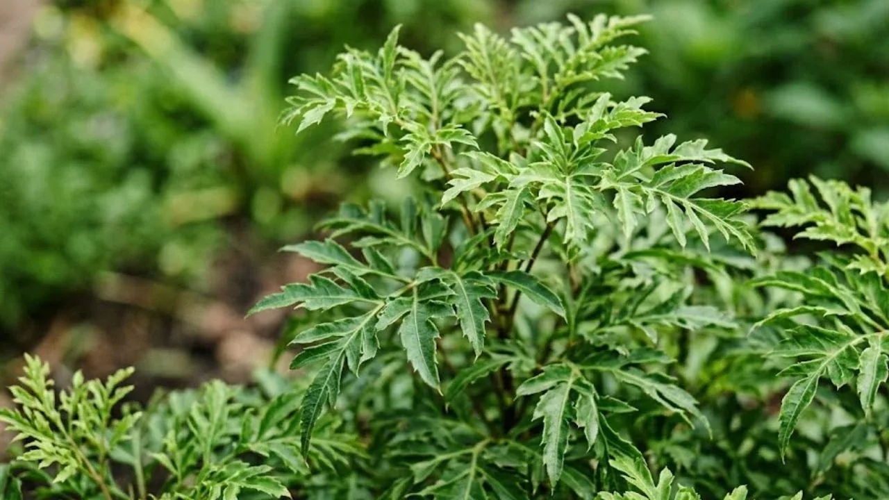 Vị trí đặt cây đinh lăng phong thủy hút tài lộc