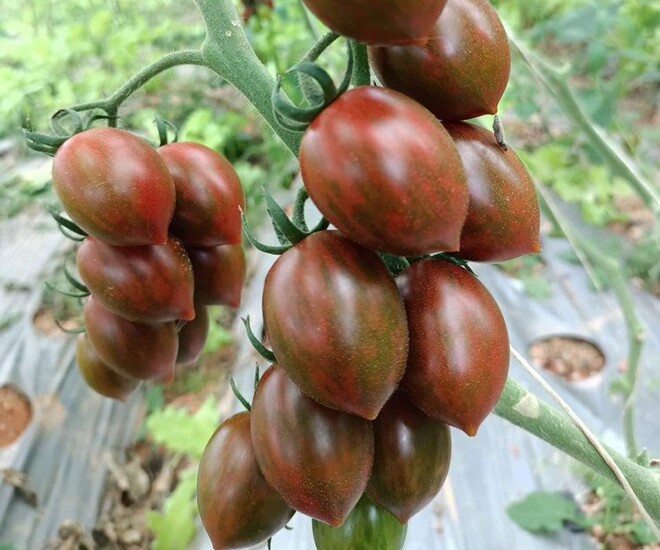 Hồng xiêm ruột đỏ và cà chua socola: nên mua loại nào để tối đa dinh dưỡng?