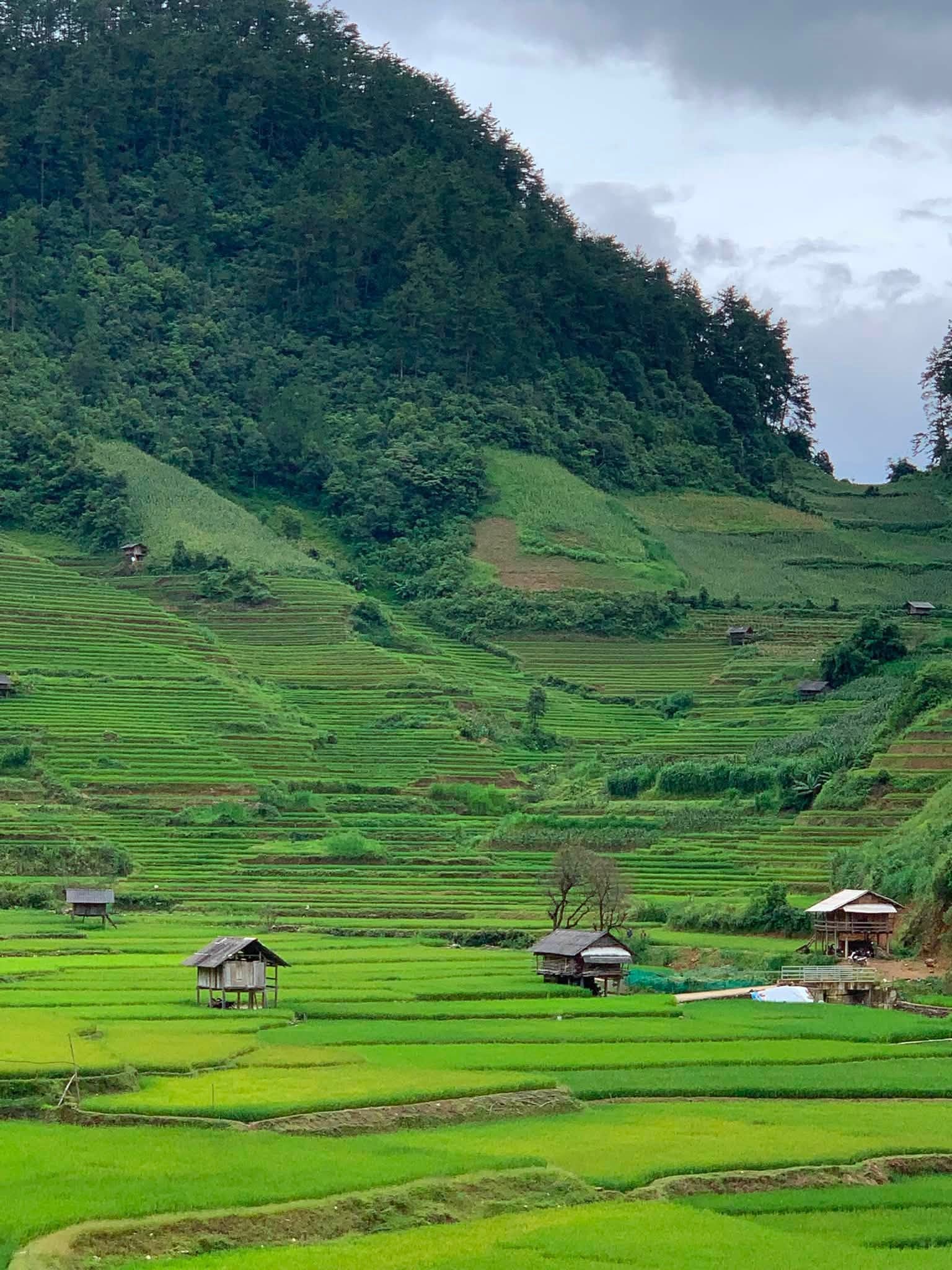 Bắt ánh sáng vàng trên ruộng bậc thang Sa Pa và Mù Cang Chải