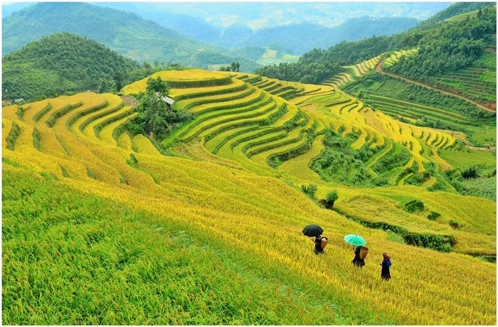 Săn ánh sáng vàng trên ruộng bậc thang Mù Cang Chải